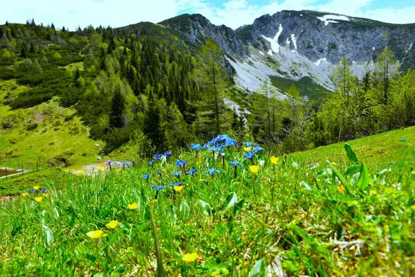 Seçici odak noktasında mavi bahar çiçekleri ve Karavanke, Gorenjska, Slovenya 'da bir dağ vadisi
