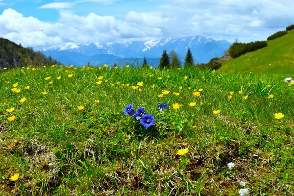 Slovenya 'nın Gorenjska kentindeki bir dağ çayırında sarı bir dağ çiçeği ile seçici odak noktasında mavi sapsız janjanlı (Gentiana acaulis) çiçekler
