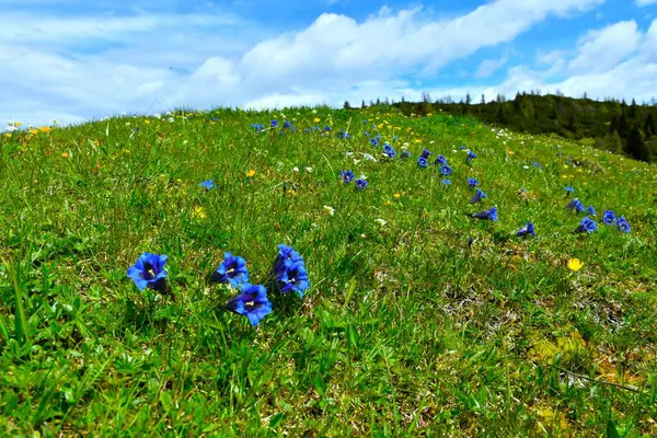 Slovenya 'nın Karavanke kentindeki Alp çayırında seçici bir odak noktasında güzel mavi sapsız gentyalılar (Gentiana acaulis) çiçek