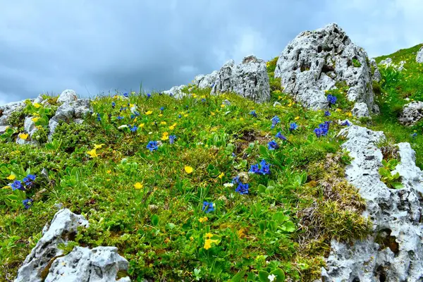 Mavi sapsız (Gentiana acaulis) ve sarı çiçekli renkli alp çayırı