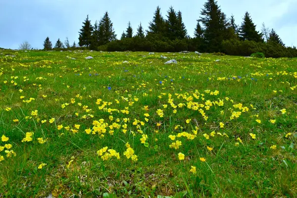 Slovenya 'nın Karavanke dağlarında çiçek açan sarı çiçekli çayır (Viola calcarata)