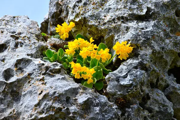 Sarı dağ ineği sürüsü (Primula auricula) kayalıklarda yetişen çiçekler