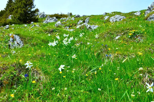 Beyaz şairin nergisi (Narcissus şiirleri) diğer sarı çiçeklerle birlikte bir çayırda çiçek verir.