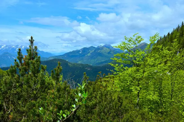 Slovenya 'nın Gorenjska kentindeki Karavanke dağ sırası ve mugo çamı ve kayın ağacı manzarası