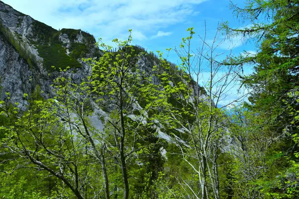İlkbaharda Rowan (Sorbus aucuparia) ağaçları ve Karavanke dağlarının arkasında dağlar, Gorenjska, Slovenya