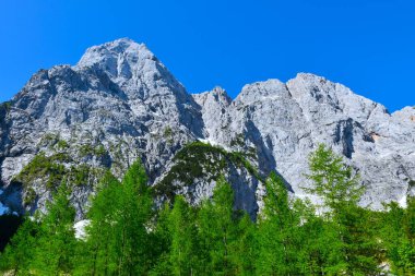 Julian Alenjska, Slovenya 'da Spik dağının körükle (Larix decidua) ağaçlarıyla görüntüsü