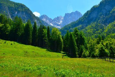 Julian Alpleri 'ndeki Martujek Dağları' nın aşağısındaki bir vadinin kenarındaki yeşil çayır, Gorenjska, Slovenya