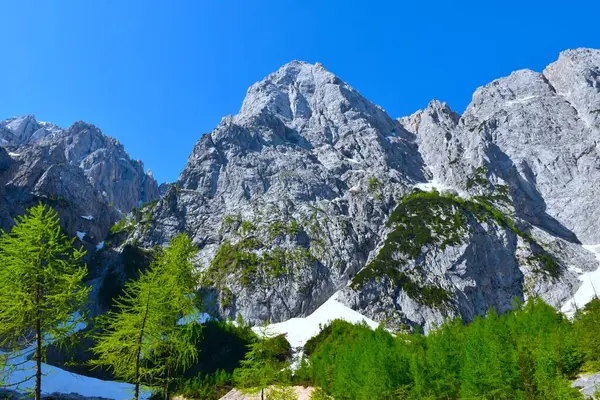 Slovenya 'nın Gorenjska kentinde tarla kuşu (Larix desidua) ağaçlarıyla Spik Dağı manzarası