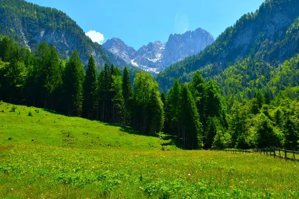 Julian Alpleri 'ndeki Martujek Dağları' nın aşağısındaki bir vadinin kenarındaki yeşil çayır, Gorenjska, Slovenya