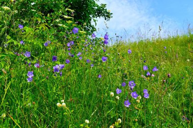 Çayırdaki mavi şeftali yapraklı çan çiçeği (Campanula persisifolia)
