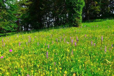 Pembe kokulu orkide (Gymnadenia conopsea) ve aristate sarı çıngıraklı (Rhinanthus glacialis) çiçekli çayır