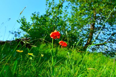 Meadow 'da seçici odak noktasında turuncu zambak (Lilium etolik) çiçeği