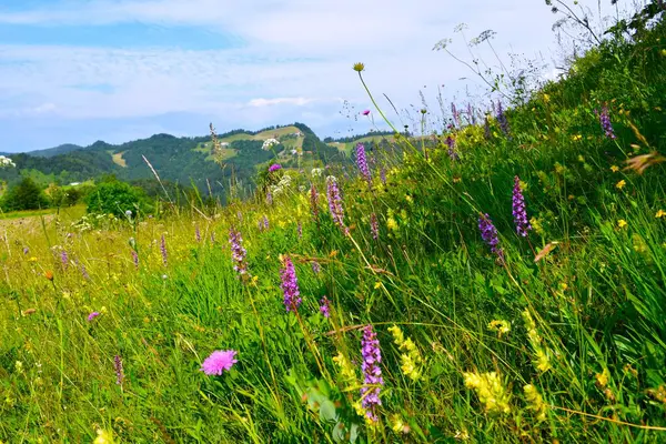 Slovenya 'nın Gorenjska kentinde seçici odak noktasında pembe kokulu orkide (Gymnadenia conopsea) çiçekli çayır