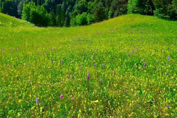 Gorenjska, Slovenya 'da sarı ve mor çiçekli güzel bir çayır.