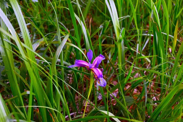 Mor otların kapanışı süsen çiçeği (Iris Graminea)