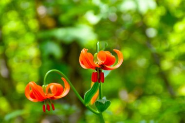 Seçici odak noktasında çiçek açan bir zambak (Lilium carniolicum) 'u kapat