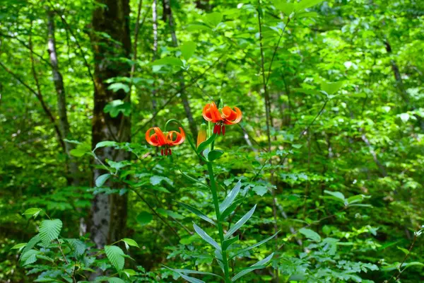 Arkaplanda geniş yapraklı, yapraklı, yapraklı ve ılıman bir ormanda seçici odak noktası olan turuncu zambak (Lilium carniolicum) çiçeği