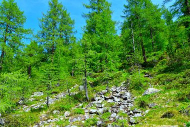 (Larix desidua) Yaprak döken, kozalaklı orman