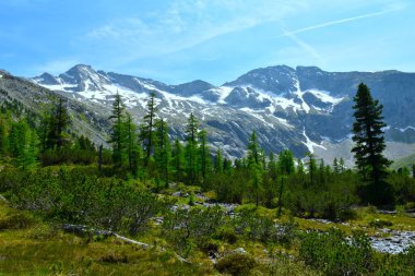 Karaçam (Larix decidua) ağaçlarıyla ve Avusturya 'nın Orta Doğu Alplerindeki Yüksek Tauern' de karla kaplı dağlarla dağlık alan