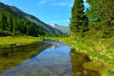 Avusturya 'nın Orta Doğu Alpleri, High Tauern' deki çayırlık ve kozalaklı ormanın yanında akan suda yansıması olan Muritzen Alp nehri.