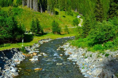 Avusturya 'daki Hintermuhr' da bir kozalaklı ladin ormanında Mur Nehri 'nin Alp çayır' ı geçişi görülüyor.