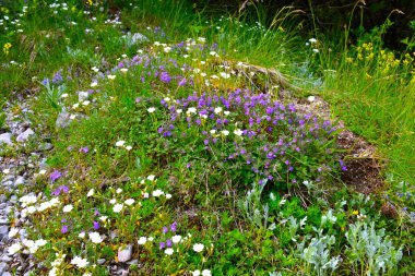 Beyaz ve mor kaya kekiği (Clinopodium alpinum) çiçekleri