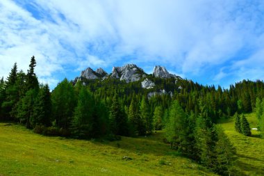 Slovenya, Gorenjska, Karavanke 'deki Zelenica' nın yukarısındaki dağlarda bir çayır böğürtüsü