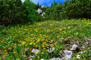 Slovenya 'nın Karavanke dağlarında sarı at nalı vetch (Hippocrepis comosa) çiçekleri ve mugo çamı çalısı ile dağlık bir çayır.