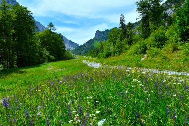 Slovenya 'nın Gorenjska kentindeki Karavanke dağlarındaki mavi çayır çiçekleri ile Zelenica' ya giden yolda çayır.