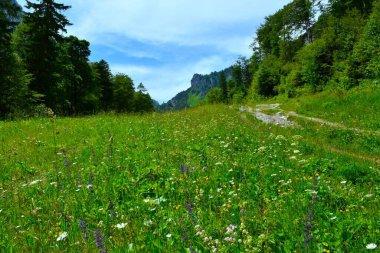 Slovenya 'nın Gorenjska kentindeki Karavanke dağlarında Zelenica' ya haykıran çiçeklerle dolu çayır