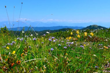 Slovenya 'daki Ratitovec Prealps' te mor papatya (Globularia cordifolia) ve sarı böbrekçik (Anthyllis zaferia) çiçekleri
