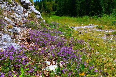 Mor kaya kekiği (Clinopodium alpinum) çiçekleri