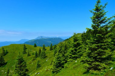 Slovenya 'nın Ratitovec kentinde ladin ağaçlı çayır Gorenjska' da hazırlanıyor