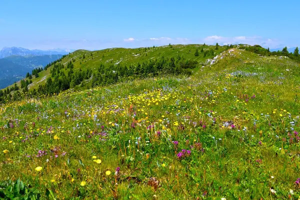 Slovenya Prealps, Gorenjska 'daki Ratitovec sıradağlarında sarı, mavi ve mor çiçekli renkli alp çayırı