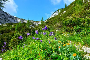 Julian Alpleri, Gorenjska, Slovenya 'da mugo çamı ve mavi bir kolumba çiçekli Alp manzarası