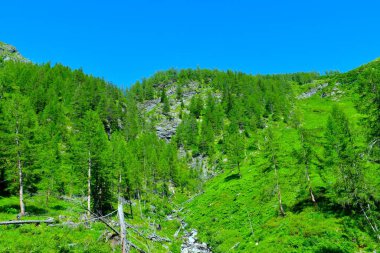 Dosentall, Yüksek Tauern, Carinthia, Avusturya 'da akmakta olan kozalaklı tarla ormanlarıyla kaplı dağ yamaçları.