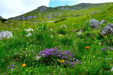 Julian Alpleri, Gorenjska, Slovenya 'da mor kaya kekik (Clinopodium alpinum) ve Veratrum albüm çiçekleri ile Alp çayırı