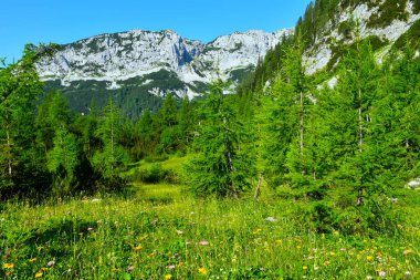 Slovenya 'nın Gorenjska kentindeki Laz otlağının üzerinde çiçekli ve karaçalı bir çayır.