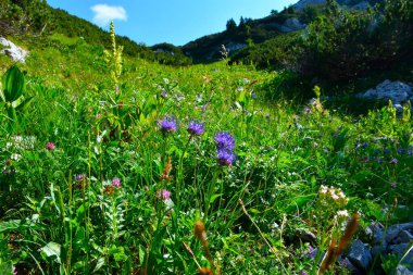 Mavi yuvarlak başlı rampion (Phyteuma orbiculare) çiçekli alp çayırı