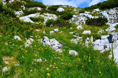 Slovenya 'nın Gorenjska kentindeki Lazovski Preval otlağını kaplayan mugo çamı ve kayaları ve sarı ve beyaz çiçekli güzel bir dağ manzarası