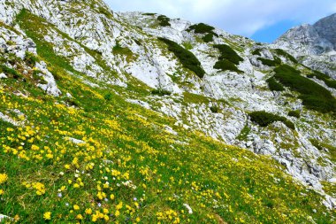 Julian Alpleri, Gorenjska, Slovenya 'da sarı böbrekli (Anthyllis zaferia) bir çayır manzarası