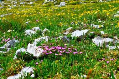 Çayırda pembe yosun (Silene acaulis) çiçeği