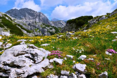 Julian Alpleri, Gorenjska, Slovenya 'da pembe yosun çayırı (Silene acaulis) ve sarı çiçekli Alp çayırı