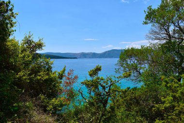 Hırvatistan 'ın Kvarner kentindeki Krk adasında Adriyatik Denizi kıyısındaki Akdeniz ağaçları
