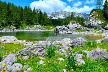 Julian Alpleri, Gorenjska, Slovenya 'daki Dvojno Jezero Gölü kıyısında pembe soğanlı ve sarı çiçekli renkli çayır.