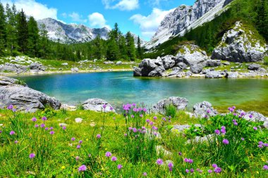 Triglav göllerindeki Dvojne Jezero kıyısındaki çayır. Pembe soğan çiçekleri ve tarla ormanı Julian Alpleri, Gorenjska, Slovenya 'daki dağları haykırıyor.