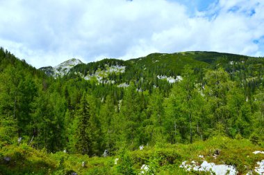 Kozalaklı karaçam ormanı Julian Alpleri, Gorenjska, Slovenya 'da gökyüzünde bulutlarla dağları haykırıyor