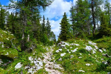 Bir çayırlık, tarla ve kozalaklı kozalaklı çayırlarda yürüyüş yapmak.
