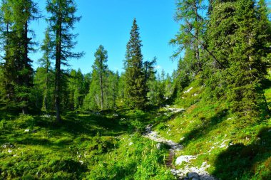 Julian Alpleri, Gorenjska, Slovenya 'daki kozalaklı kozalaklı tarla tarlası ve çayırlarda yürüyüş.