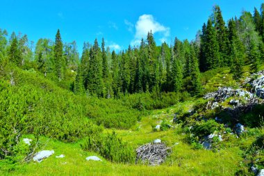 Julian Alpleri, Gorenjska, Slovenya 'da çayır, mugo çamı ve kozalaklı baharat ağaçları ile dağlık arazi
